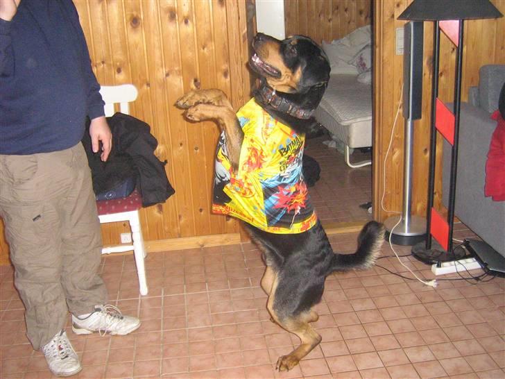 Blanding af racer bamse billede 7