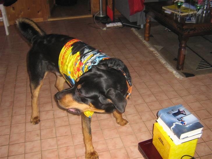 Blanding af racer bamse billede 8