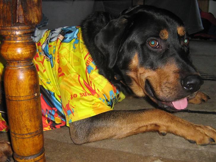 Blanding af racer bamse billede 9