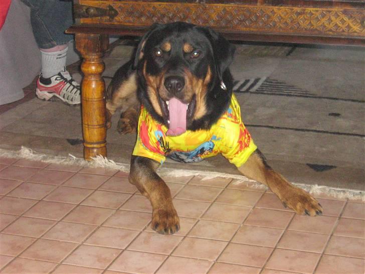 Blanding af racer bamse billede 10