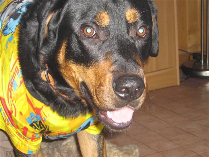 Blanding af racer bamse billede 11