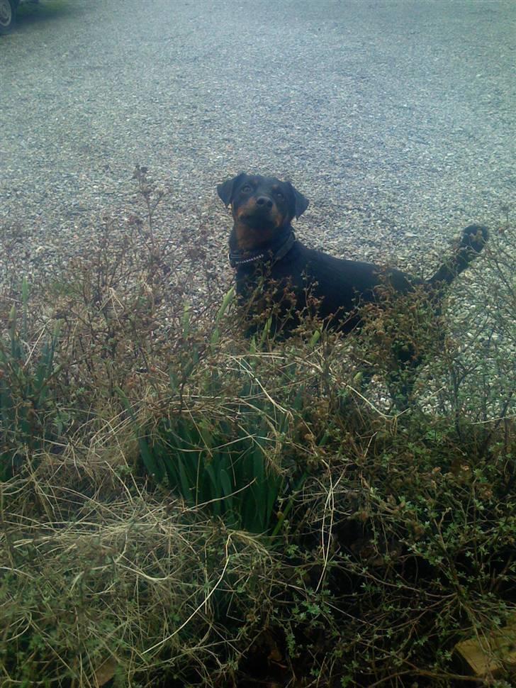 Tysk jagtterrier Rusty billede 1