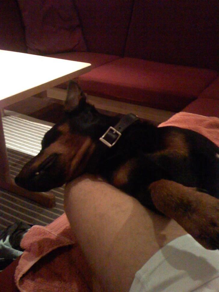 Tysk jagtterrier Rusty billede 2