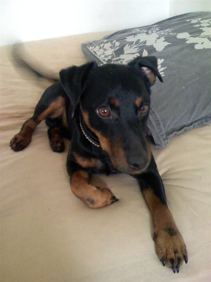 Tysk jagtterrier Rusty billede 3