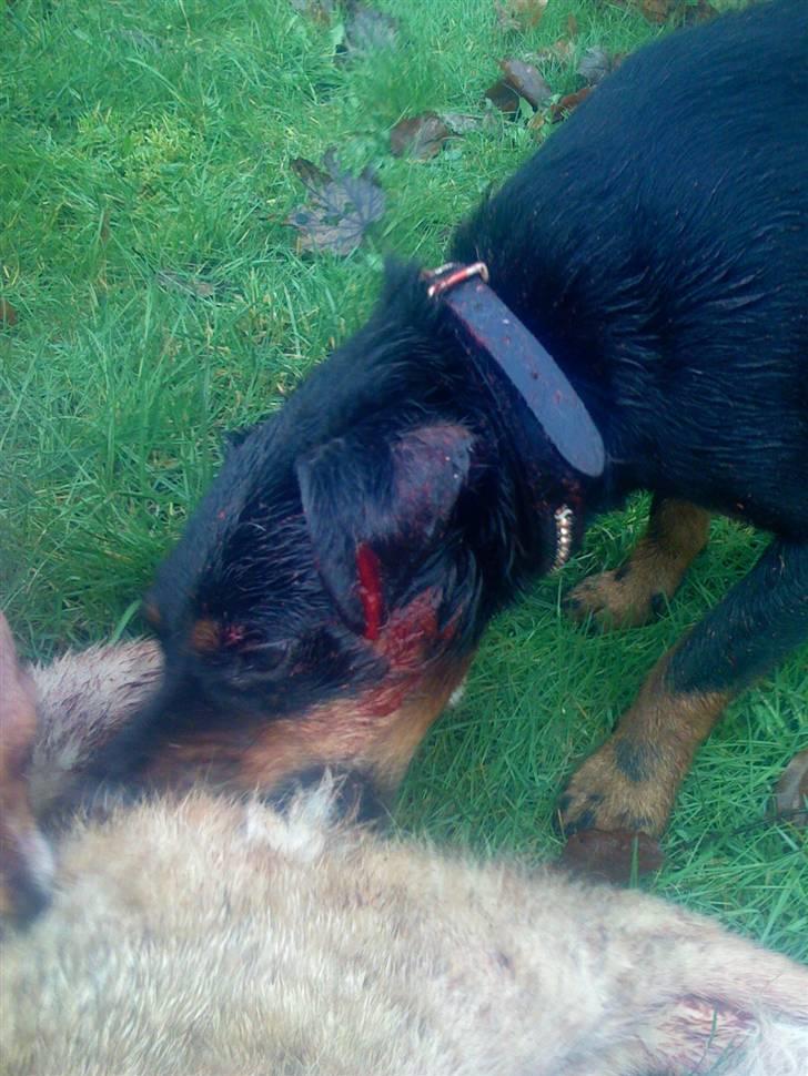 Tysk jagtterrier Rusty billede 4