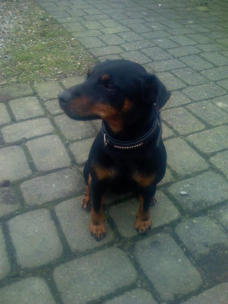 Tysk jagtterrier Rusty billede 5