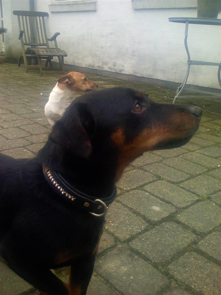 Tysk jagtterrier Rusty billede 6