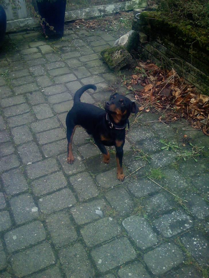 Tysk jagtterrier Rusty billede 7