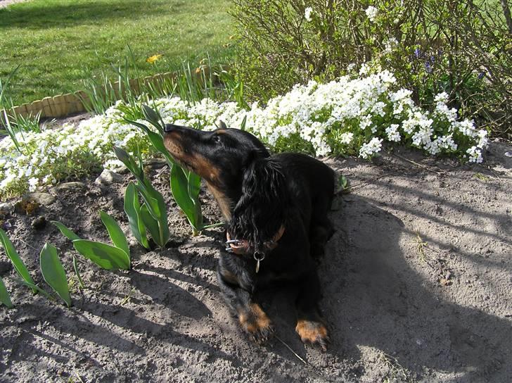 Dværggravhund Ninja - Rolig hanhund som er i kontakt med sin feminine side :-) billede 1