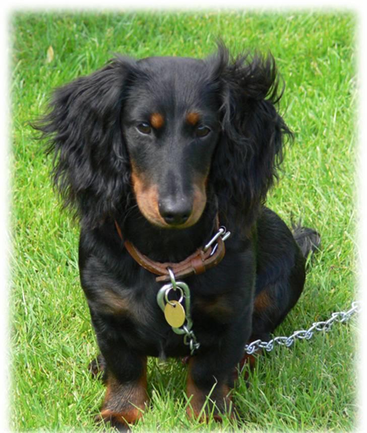 Dværggravhund Ninja - 3. kæde, jeg sprang de to første... billede 2