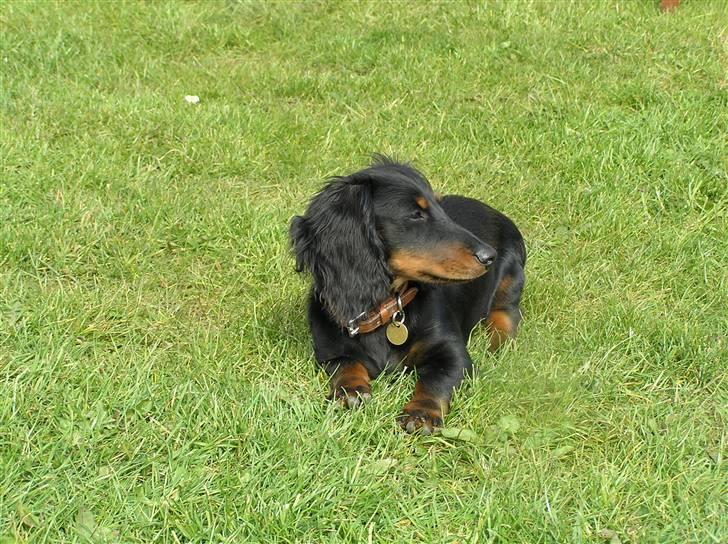 Dværggravhund Ninja billede 3