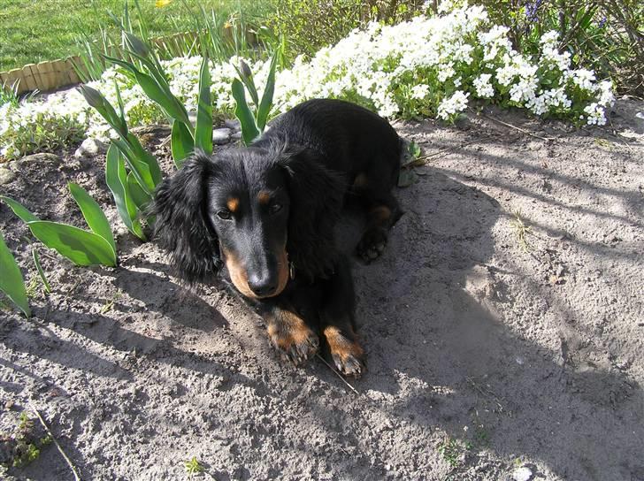 Dværggravhund Ninja billede 4