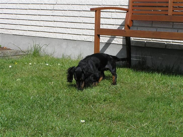 Dværggravhund Ninja billede 5