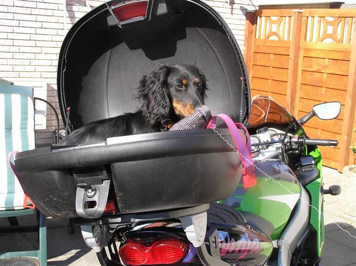 Dværggravhund Ninja - En hund med fart på (er opkaldt efter motorcyklen) billede 6