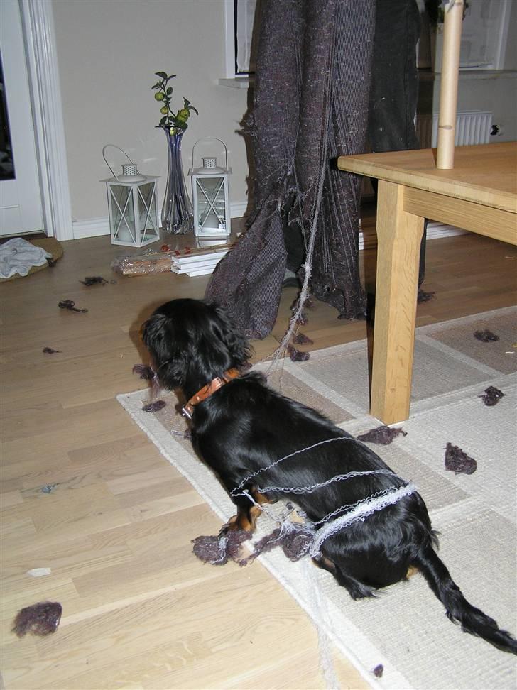 Dværggravhund Ninja - Er jeg ikke dygtig.... billede 7