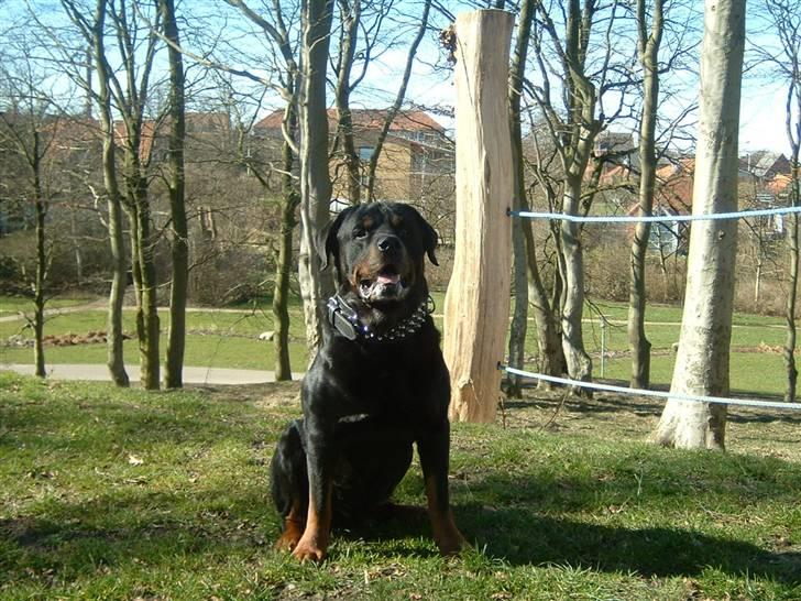 Rottweiler Bonzo R.I.P billede 7