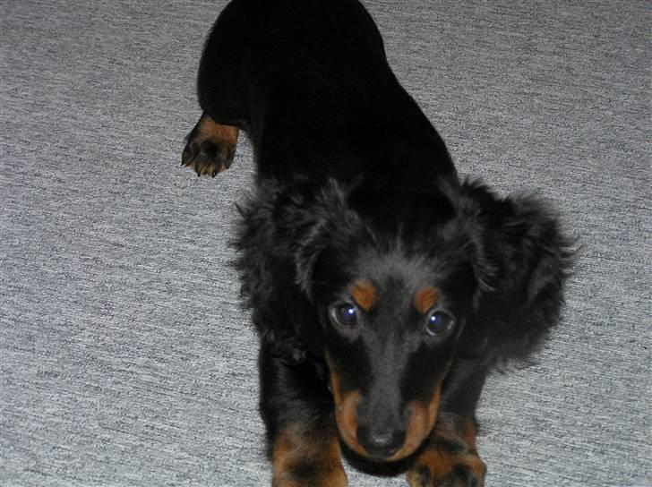 Dværggravhund Ninja billede 8