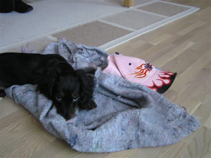 Dværggravhund Ninja billede 9