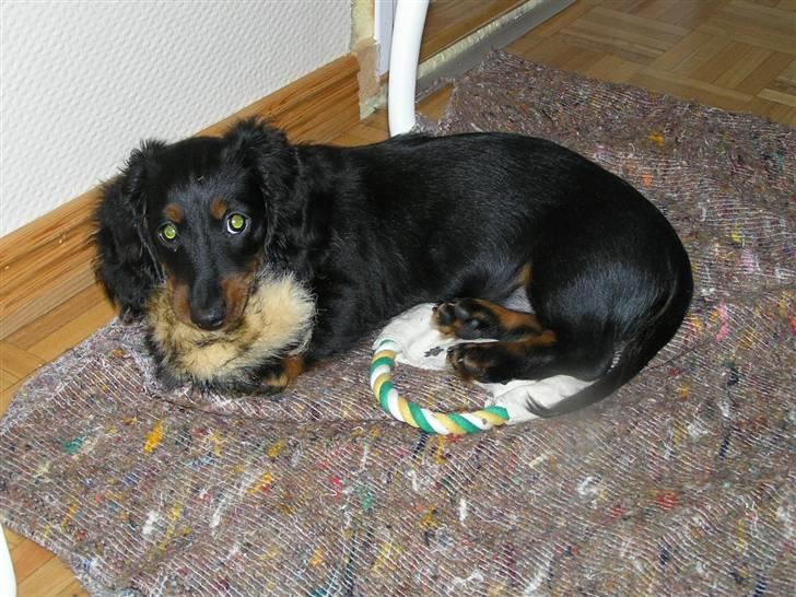 Dværggravhund Ninja billede 10