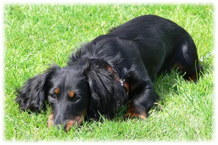 Dværggravhund Ninja billede 11