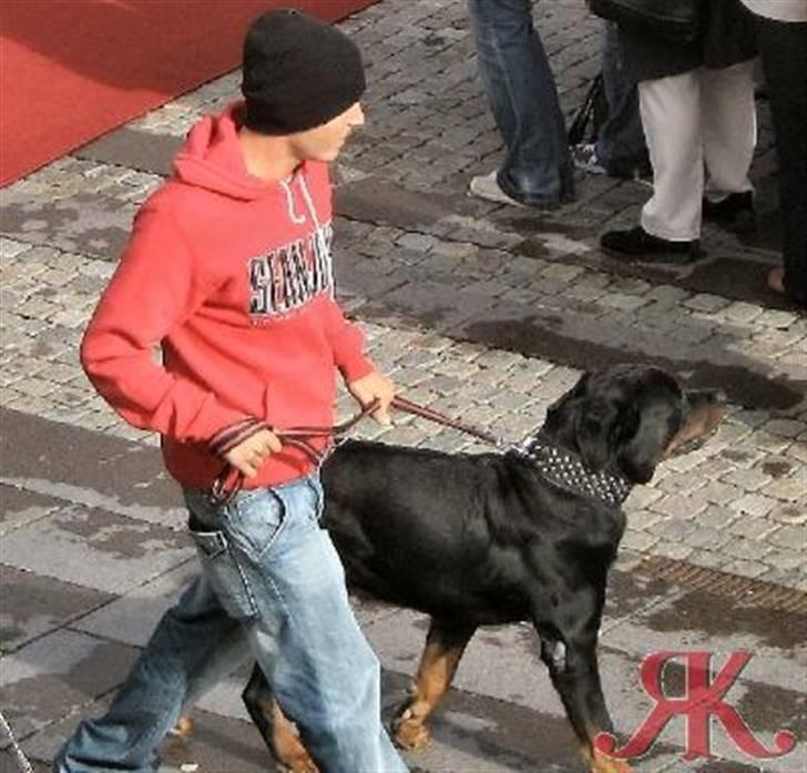 Rottweiler Bonzo R.I.P - Bonzo ude og gå sammen med farmand. billede 8