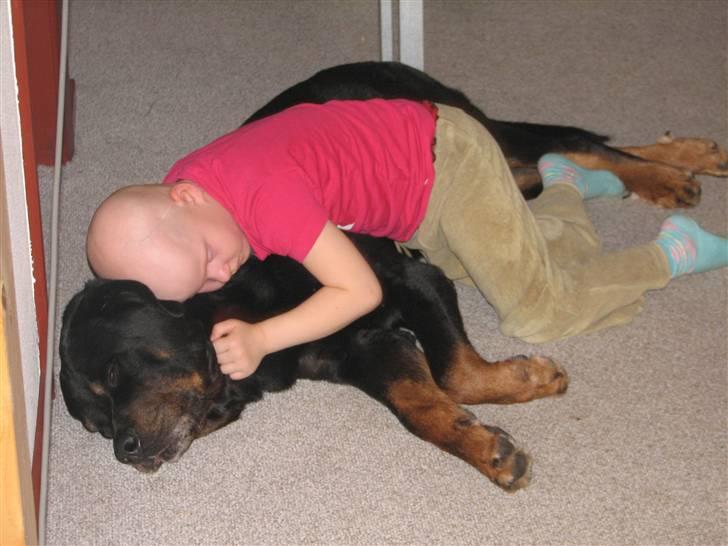 Rottweiler Bonzo R.I.P - Min egen lille terapi hund bonzo:-) billede 9