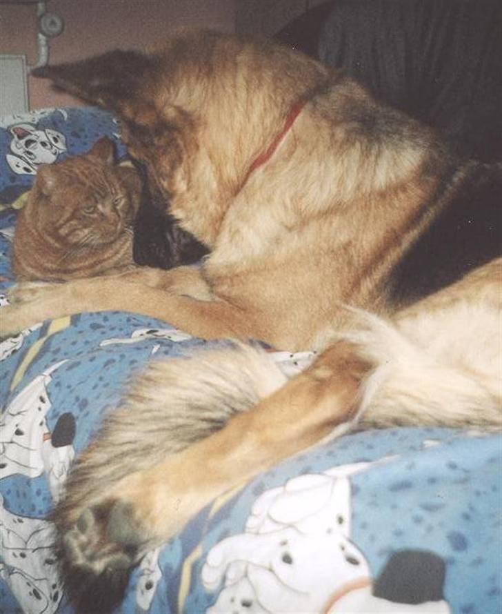 Schæferhund Sitta *DØD* billede 13