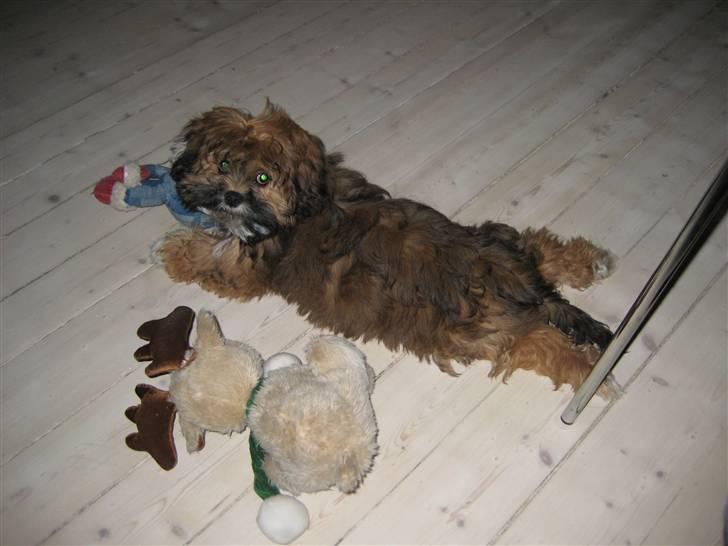 Lhasa apso Coco - Jeg er altså ikke ved at ødelægge min bamse... billede 9
