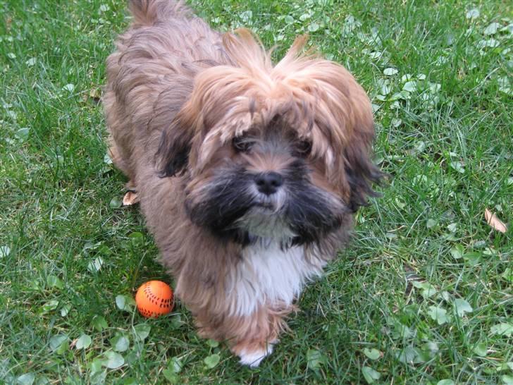 Lhasa apso Coco - Jubii i haven med min bold billede 10