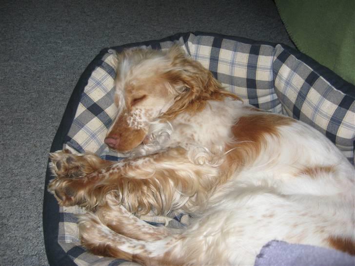 Cocker spaniel Freja r.i.p 20.1.19 - Jordens største puttehund ..zzzzzzzzzz billede 12