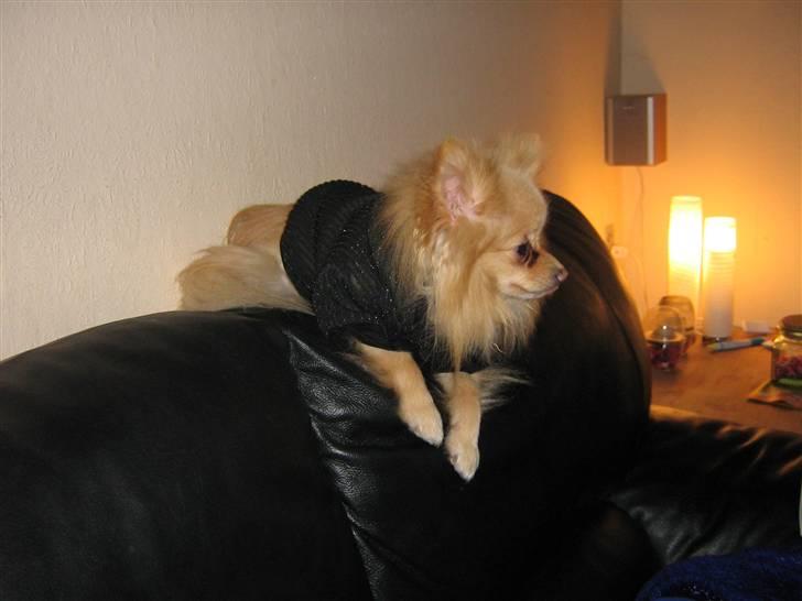 Pomeranian Spike Lee billede 8