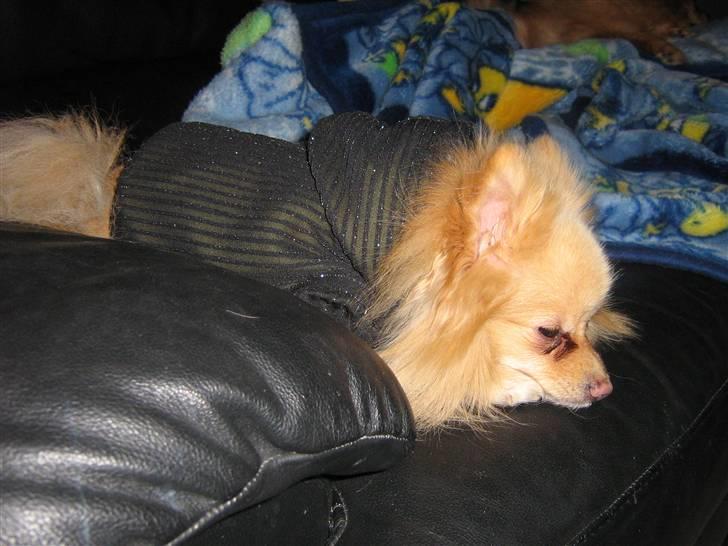 Pomeranian Spike Lee billede 9