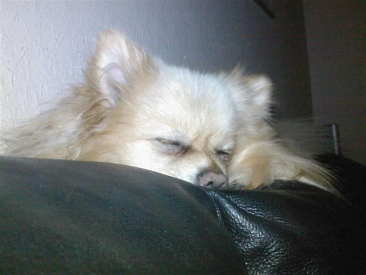 Pomeranian Spike Lee billede 10