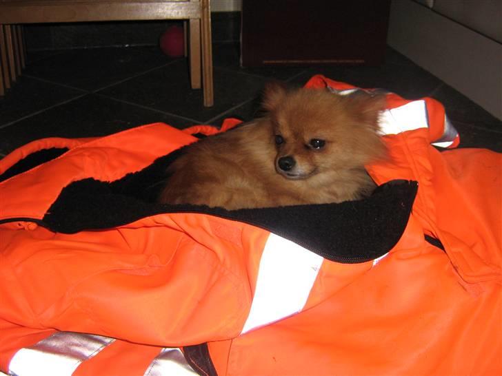 Pomeranian Topsys Bibi Satine billede 8