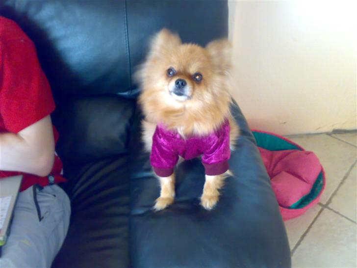 Pomeranian Topsys Bibi Satine billede 9