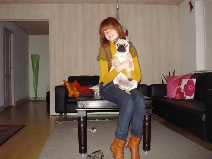 Mops     *Prins Mopse* billede 8