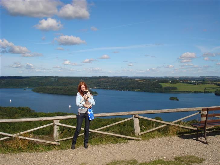 Mops     *Prins Mopse* billede 9