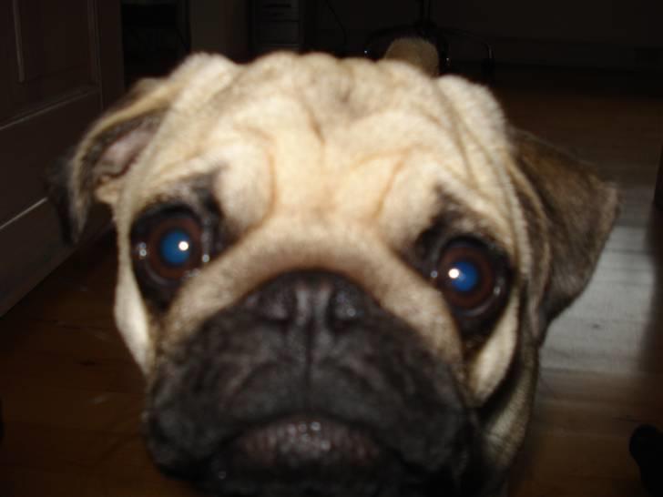 Mops     *Prins Mopse* billede 10