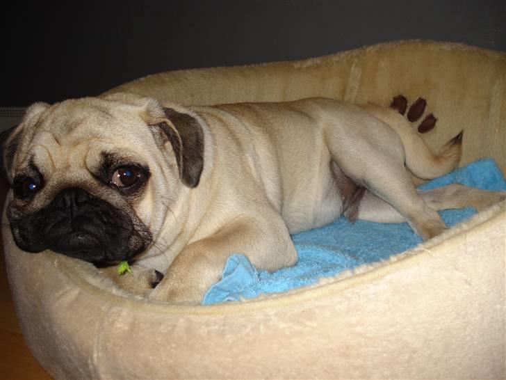 Mops     *Prins Mopse* billede 11