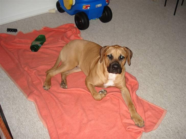 Blanding af racer Balder billede 13