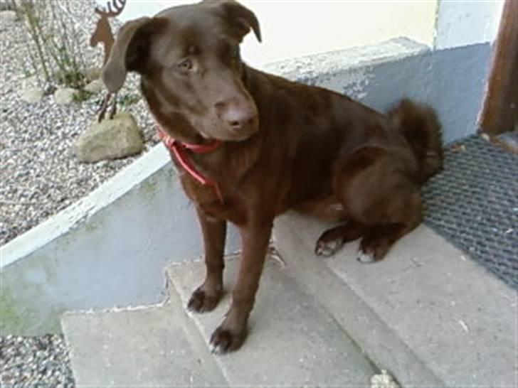 Blanding af racer Viktor <3 (R.I.P) billede 15