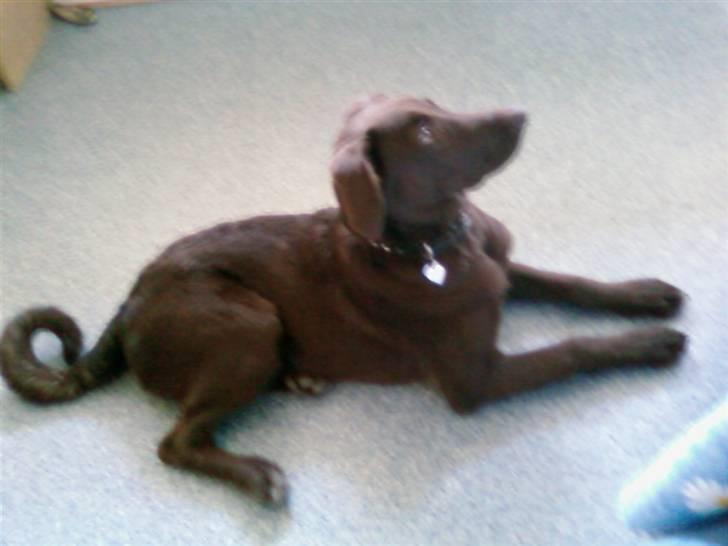 Blanding af racer Viktor <3 (R.I.P) billede 16