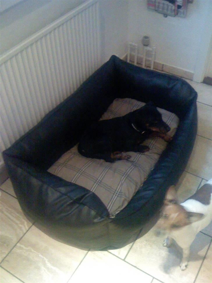 Tysk jagtterrier Rusty billede 8