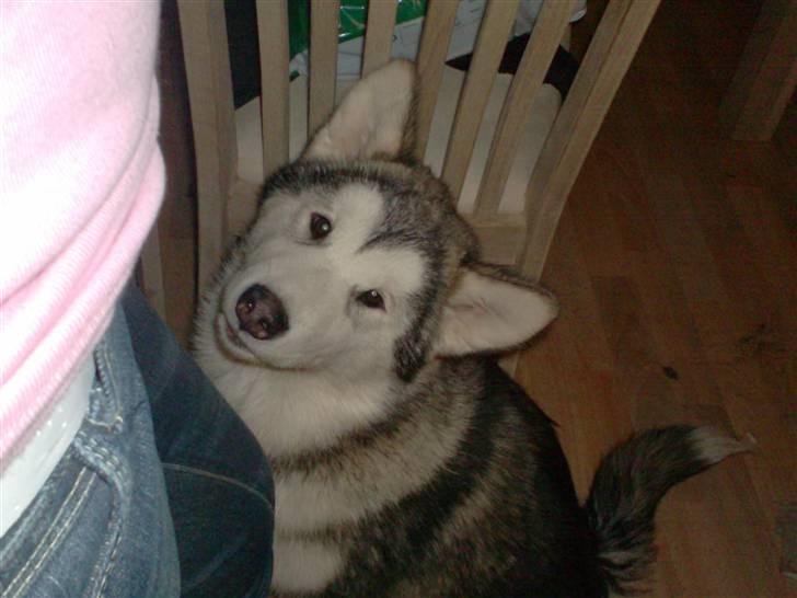 Alaskan malamute Starla billede 1