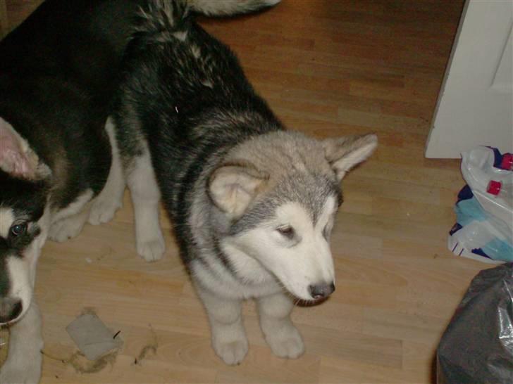 Alaskan malamute Starla billede 2