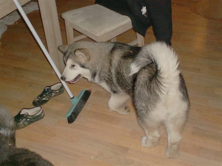 Alaskan malamute Starla billede 3
