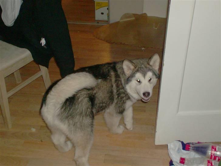 Alaskan malamute Starla billede 4
