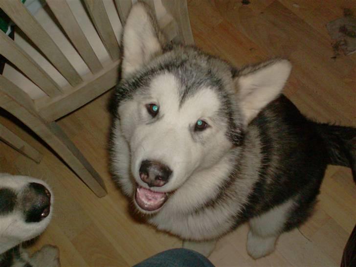 Alaskan malamute Starla billede 5