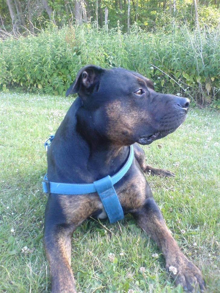 Amerikansk staffordshire terrier THOR billede 7