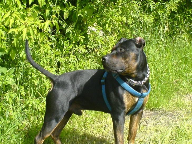 Amerikansk staffordshire terrier THOR billede 8